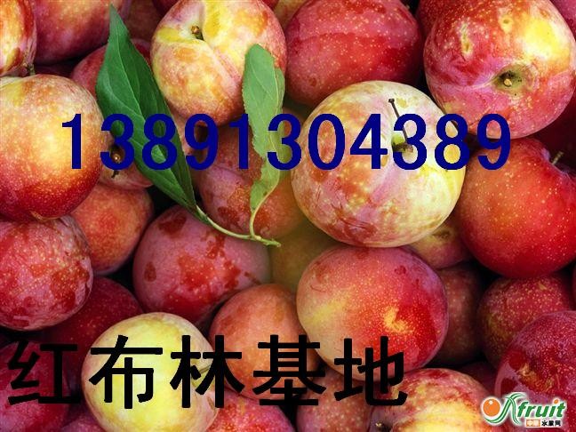 供应陕西李子基地
